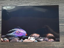 Load image into Gallery viewer, HD Fly Prints