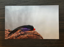 Load image into Gallery viewer, HD Fly Prints