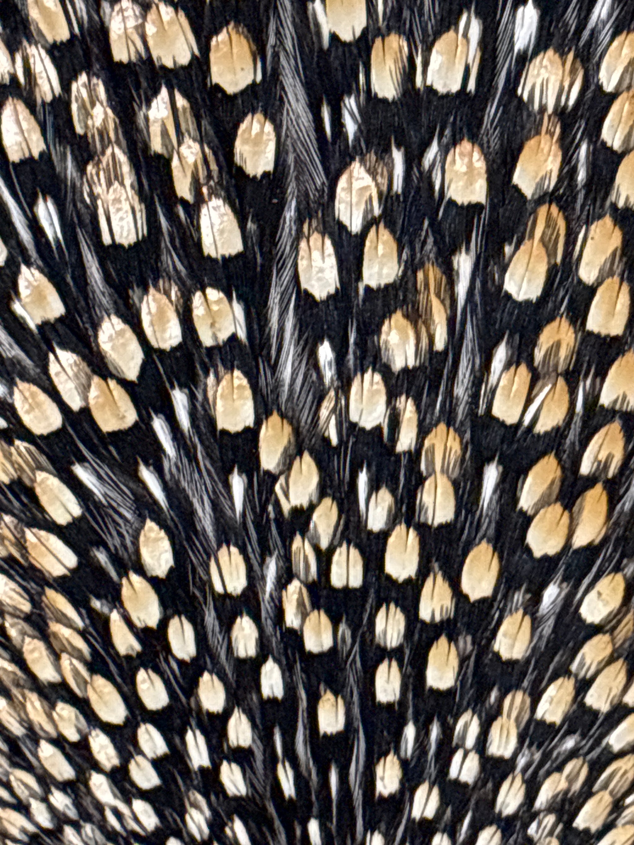 Adams Jungle Cock Cape フライマテリアル Jungle Cock Cape – Midnight Sun Custom Flies