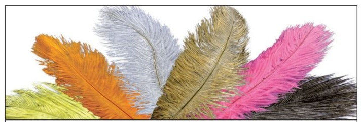 MFC Ostrich Plumes 11