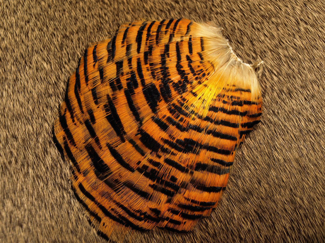 Golden Pheasant Tippet Section